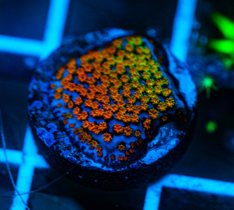 WYSIWYG Rainow Melon Montipora Frag