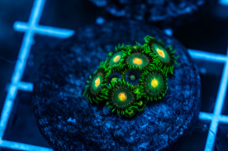 Green Goblin zoa frag WYSIWYG