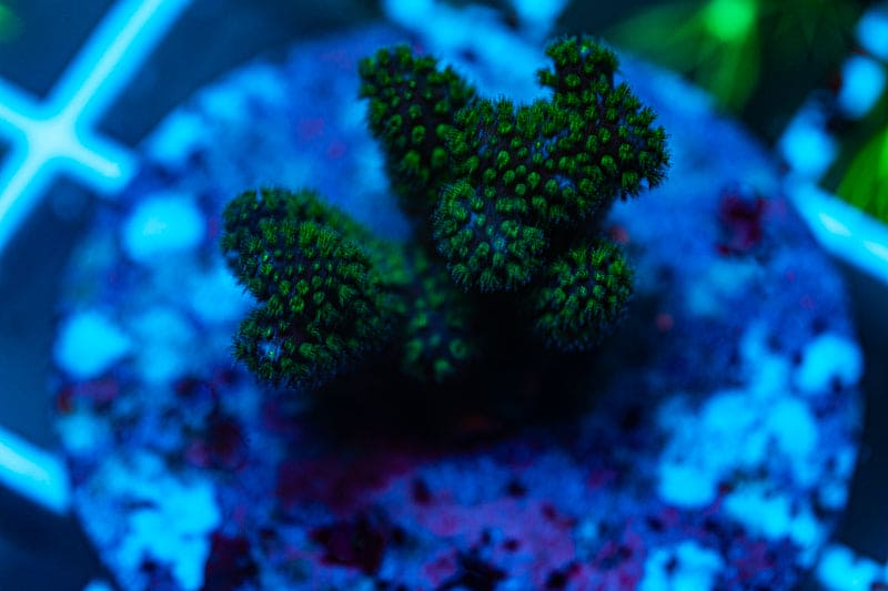 Wild Acro Frag