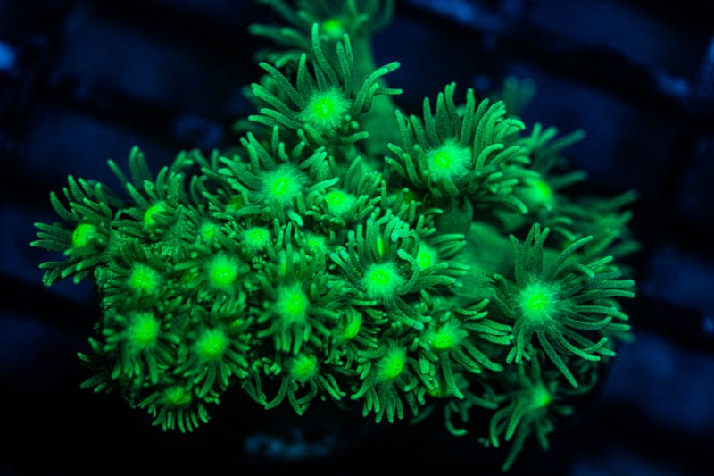 Long Neon Green Goni