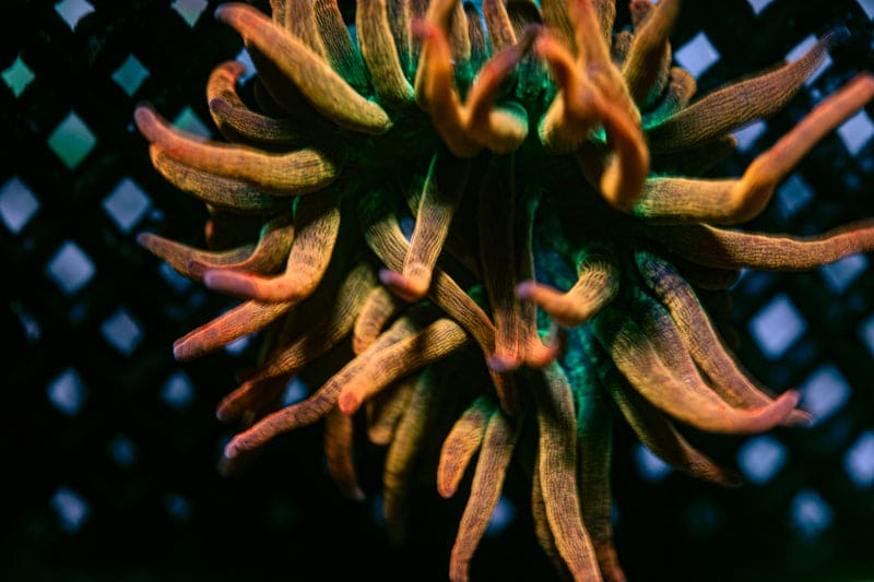 Rainbow Bubble tip Anemone