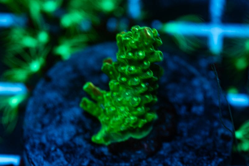 Wild Acro Frag