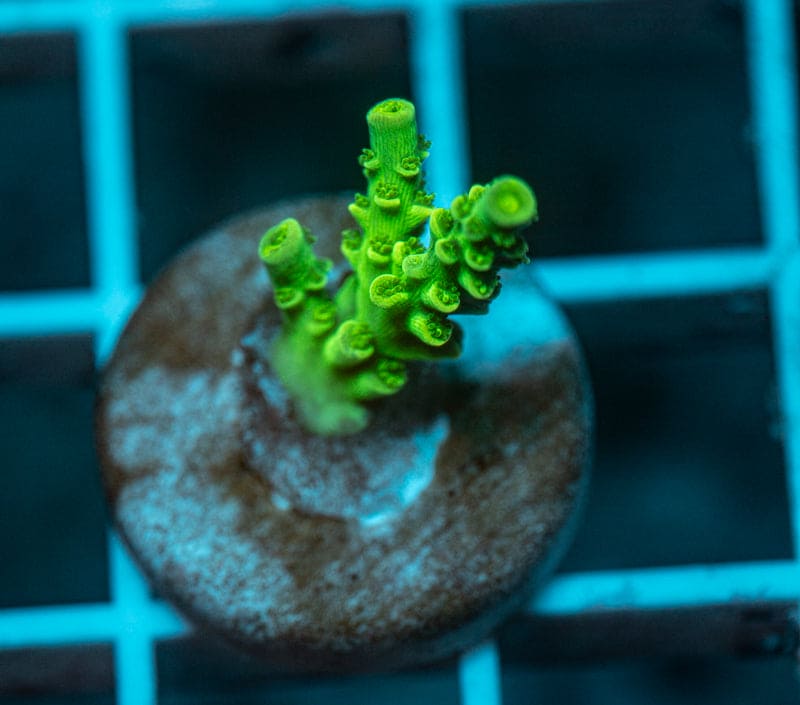 Wild Acro Frag