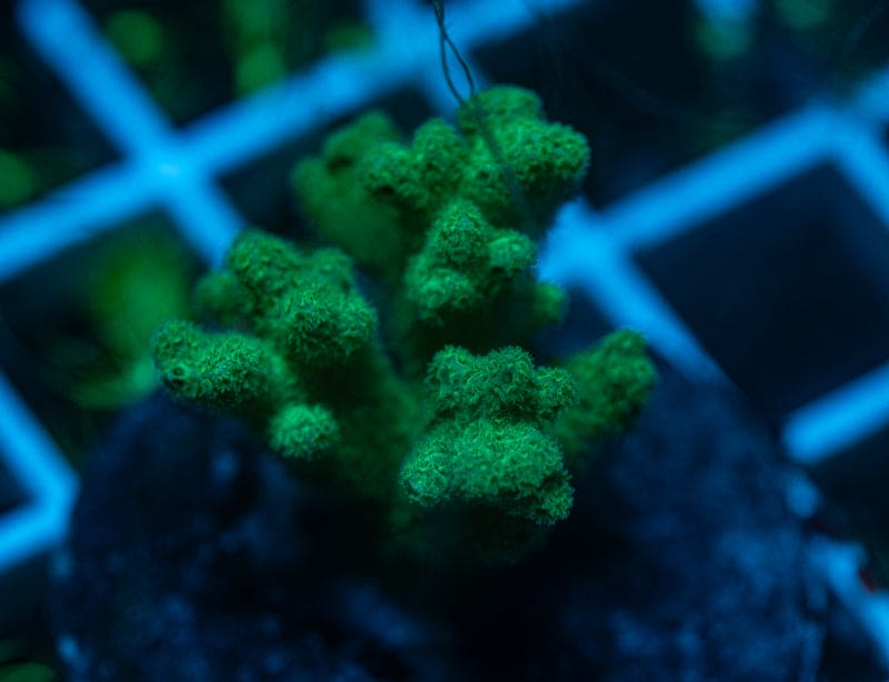 Fiji Green Pocillopora Frag WYSIWYG