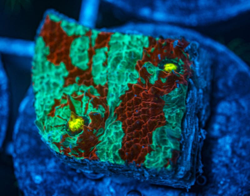 Destroyer Chalice coral WYSIWYG