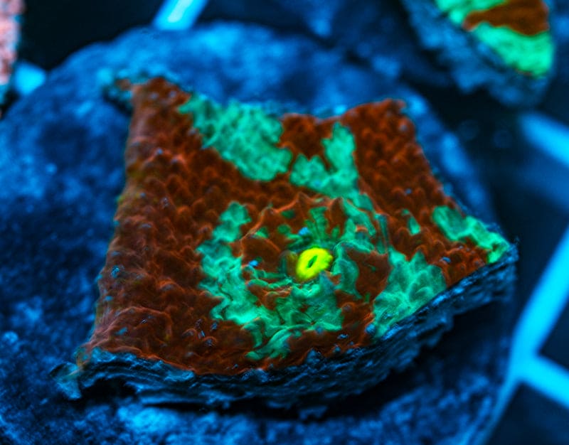 Destroyer Chalice coral WYSIWYG