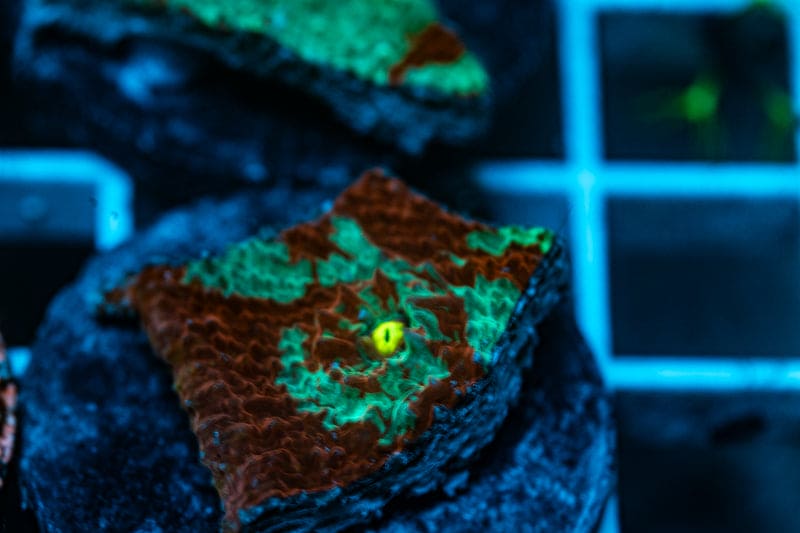 Destroyer Chalice coral WYSIWYG