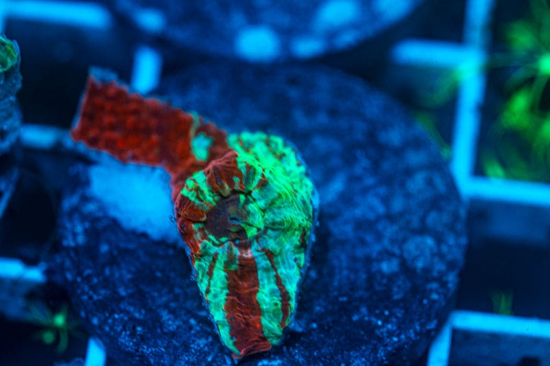 Fire Storm Chalice coral WYSIWYG