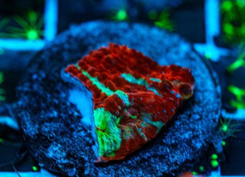 Fire Storm Chalice coral WYSIWYG