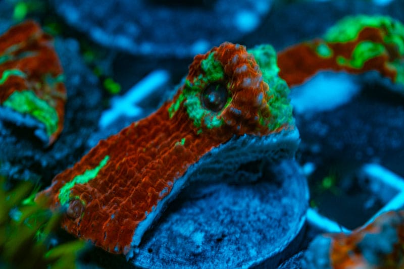 Fire Storm Chalice coral WYSIWYG