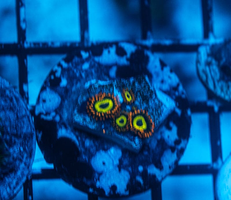 WYSIWYG Fruit loop zoanthids