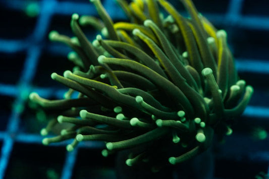 Gold torch coral