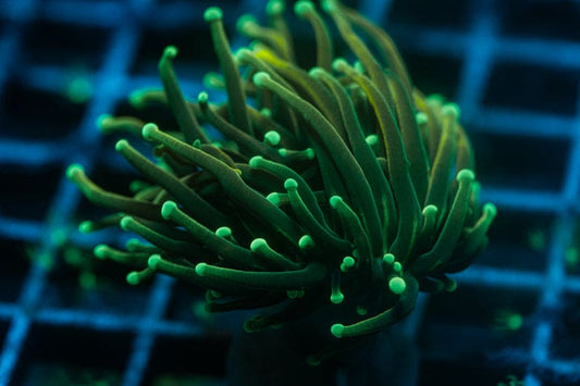 Gold torch coral