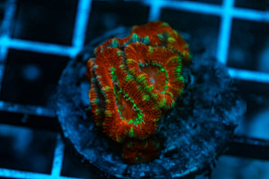 WYSIWYG Ultra Red Acan coral