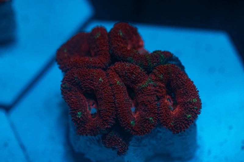 WYSIWYG Ultra Red Acan coral