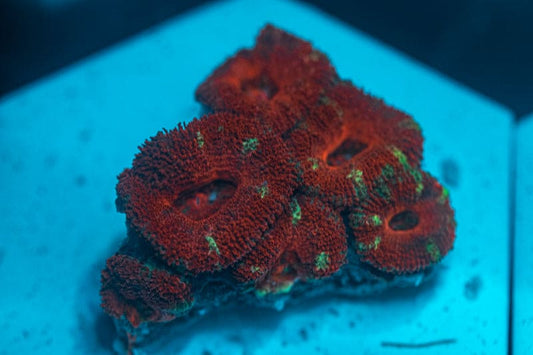 WYSIWYG Ultra Red Acan coral