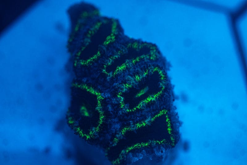 WYSIWYG Ultra Green and blue Acan coral