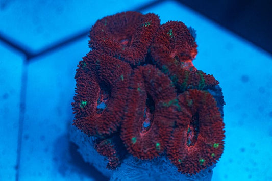 WYSIWYG Ultra Red Acan coral