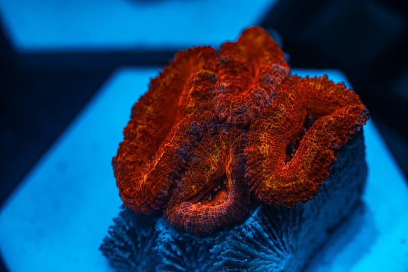 WYSIWYG Ultra Red Acan coral