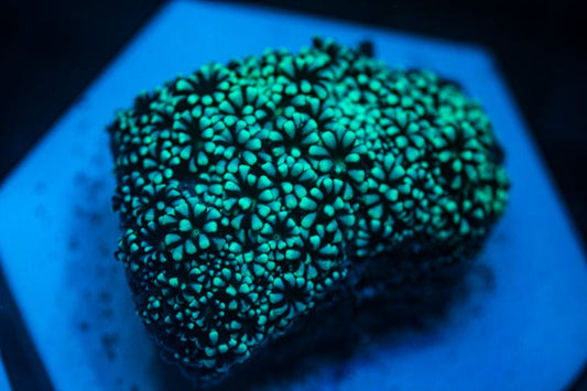 WYSIWYG Flower pot chunk