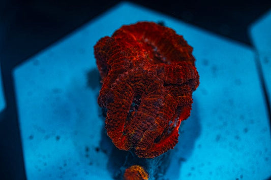 WYSIWYG Ultra Red Acan coral