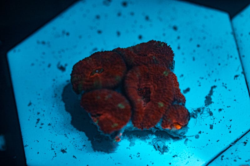 WYSIWYG Ultra Red Acan coral
