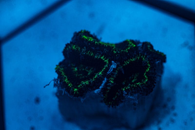 WYSIWYG Ultra Green and blue Acan coral