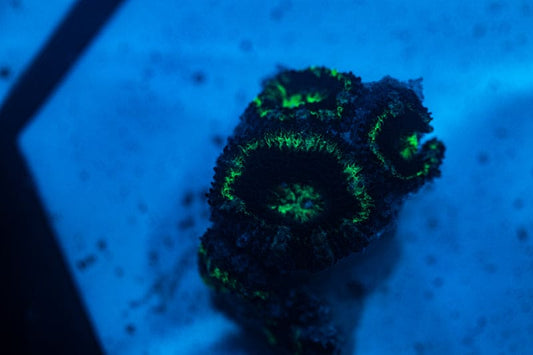 WYSIWYG Ultra Green and blue Acan coral