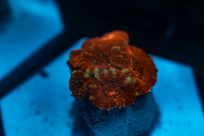 WYSIWYG Ultra Red Acan coral