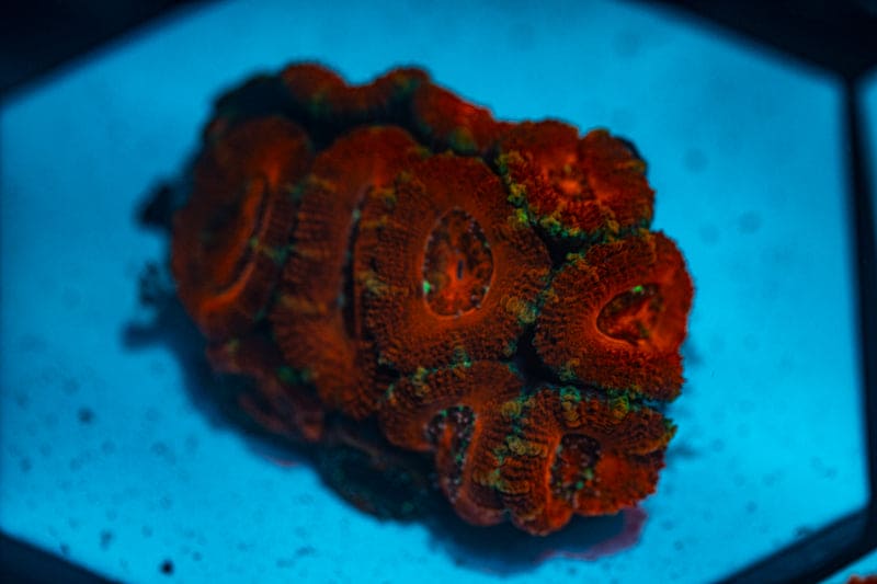 WYSIWYG Ultra Red Acan coral