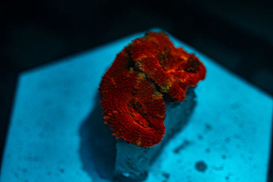 WYSIWYG Ultra Red Acan coral