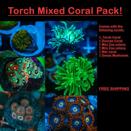 TORCH PACK Koral Kingdom Beginner Coral Pack FREESHIPPING