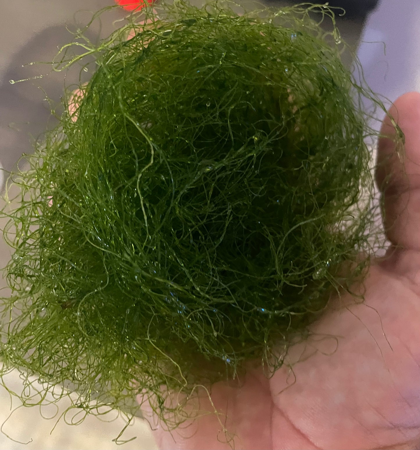 CHAETOMORPHA 1 Cup free shipping