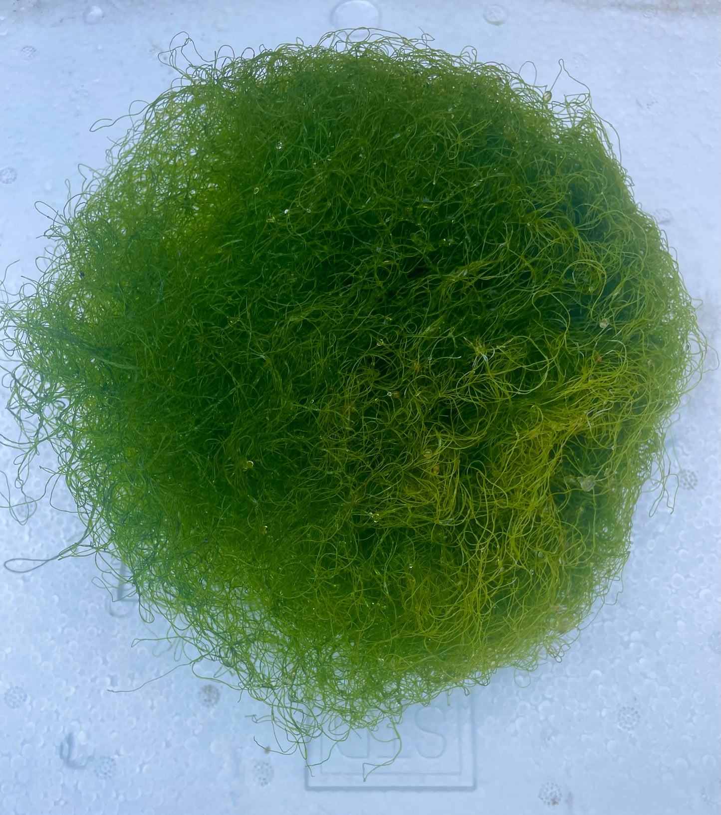 CHAETOMORPHA 1 Cup free shipping