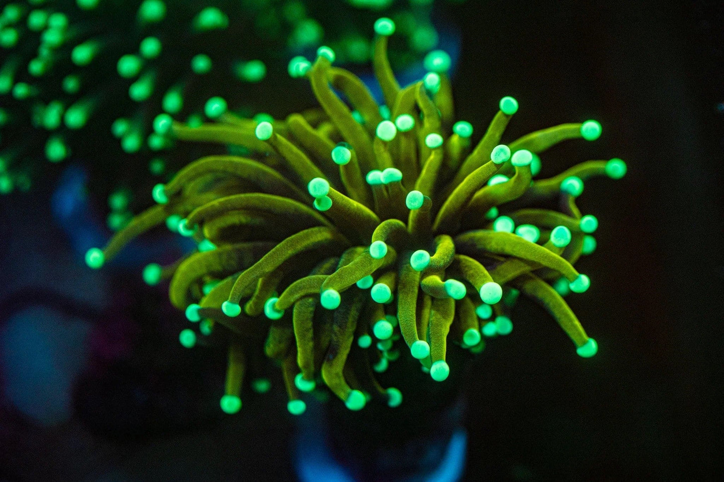 Mystery Gold Torch coral Euphyilla