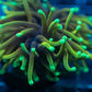 Mystery Gold Torch coral Euphyilla