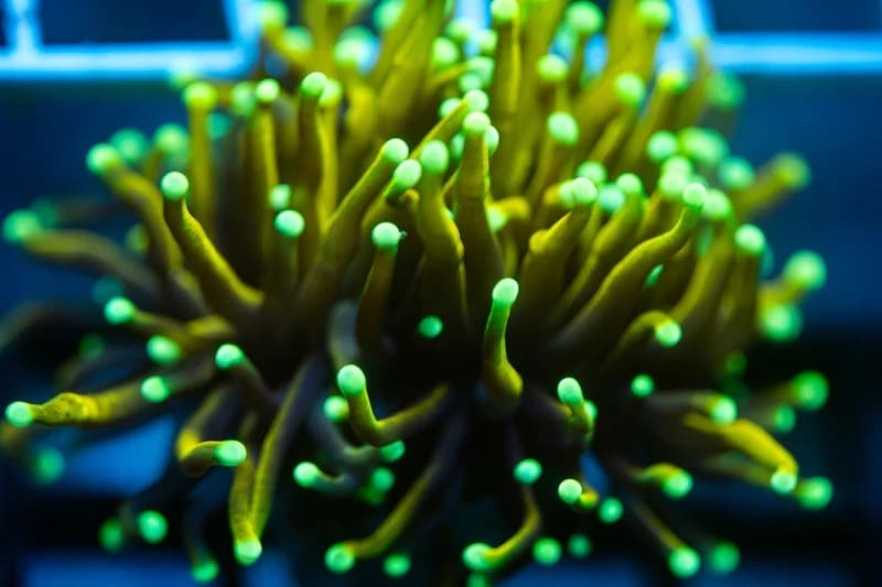 Mystery Gold Torch coral Euphyilla