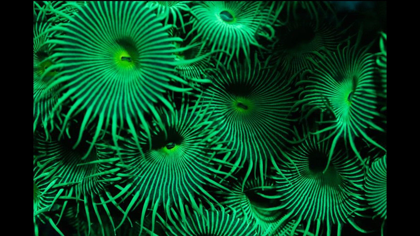 Green Nukes 5-10 Polyps Koralkingdom.com