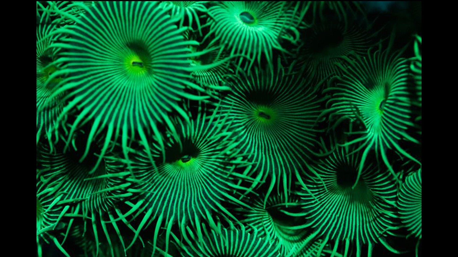 Green Nukes 5-10 Polyps Koralkingdom.com
