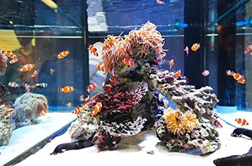 Bio-Activ Live Aragonite Reef Sand 20 Lb.