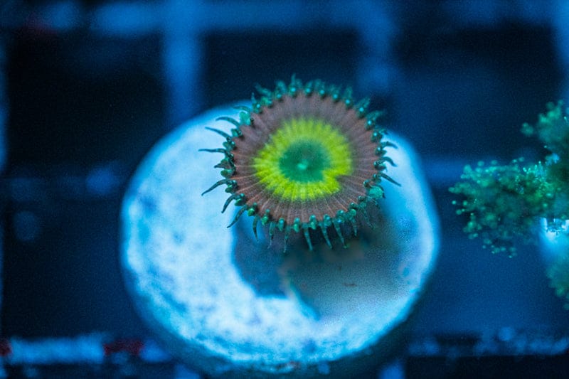 Beauty and the Beast Zoanthid Koral Kingdom