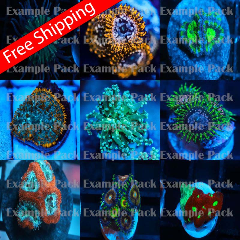 SALE Mixed Coral Frag pack (5 pack) Koral Kingdom
