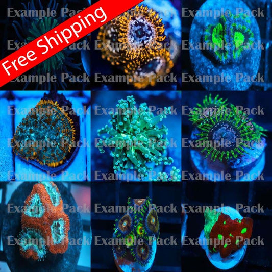 Mixed Coral Frag pack 5 pack  FREE SHIPPING! Koralkingdom.com