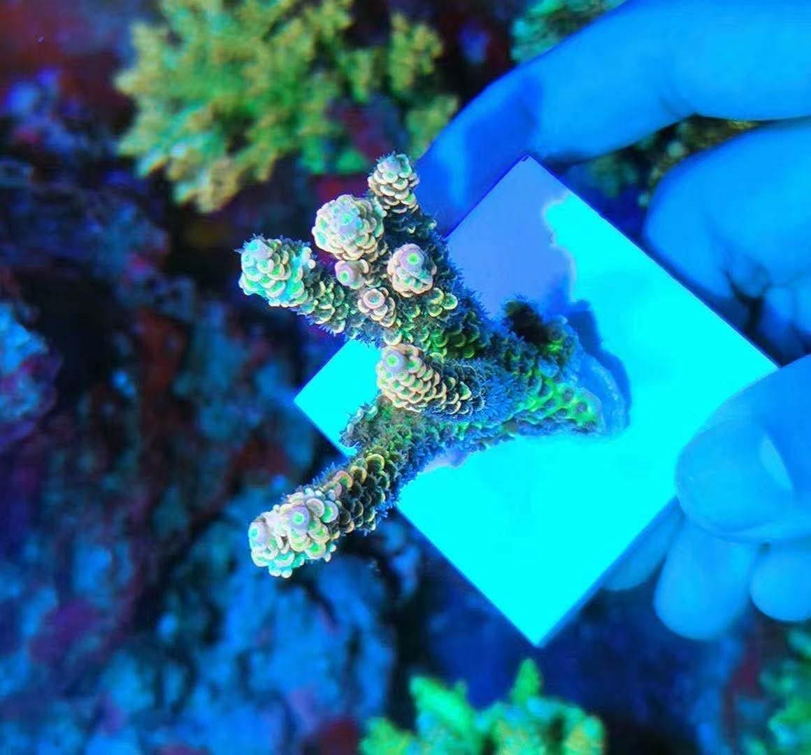 Big Size Ceramic Coralline Coral Frag Plugs Coral Frag Plate Base