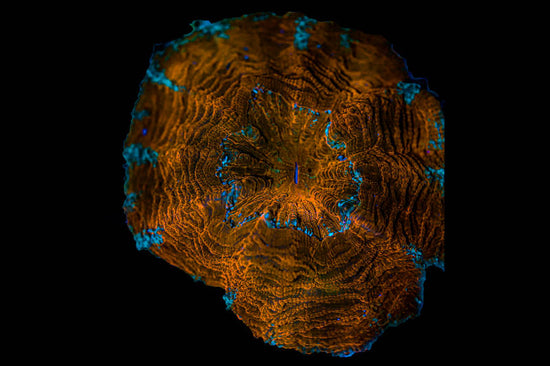 Red Meat Coral Acanthophyllia Large WYSIWYG Koral Kingdom