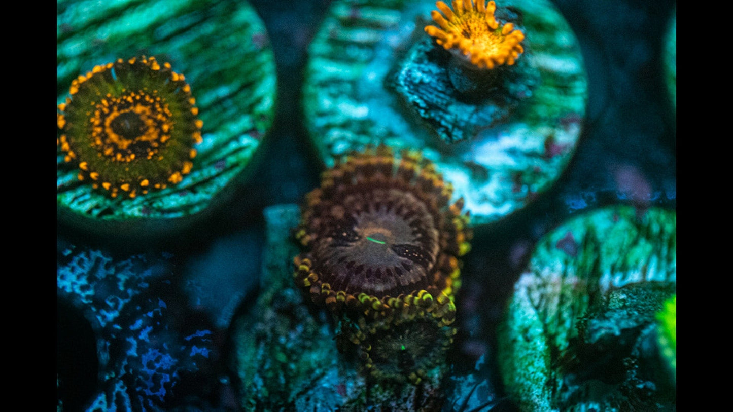 Koala eye zoa Zoanthid WYSIWYG Koral Kingdom