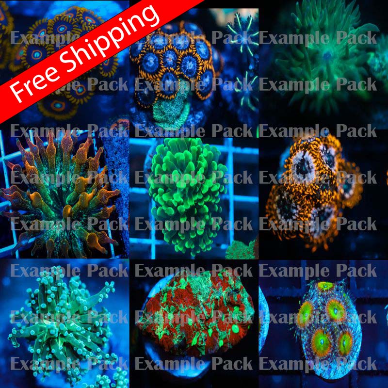 Office/Nano pack (15-20 Corals) 20-30 gallon Koral Kingdom