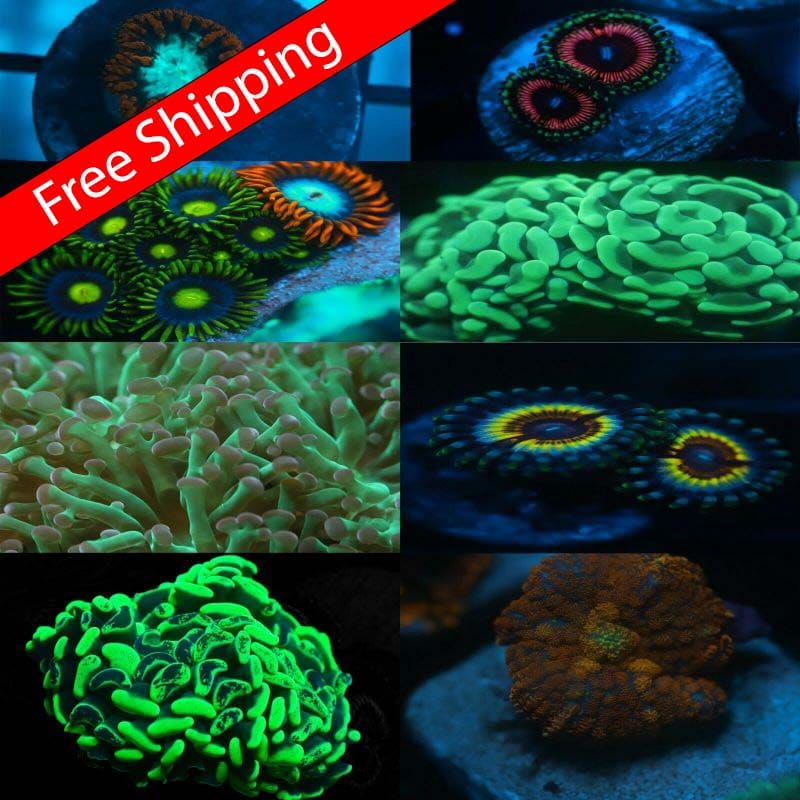 Koral Kingdom Beginner Coral Pack 10 Pack FREESHIPPING Koralkingdom.com