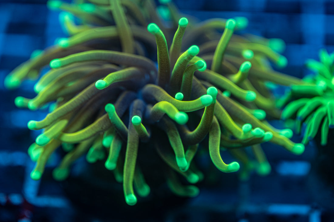 Unveiling the Mystique: Dragon Soul Torch Corals in the Aquarium