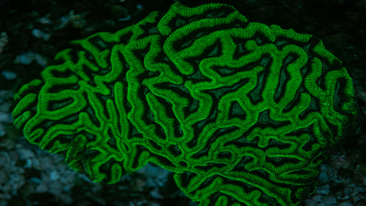 Open Brain Corals - A Guide to their Care in an Aquarium